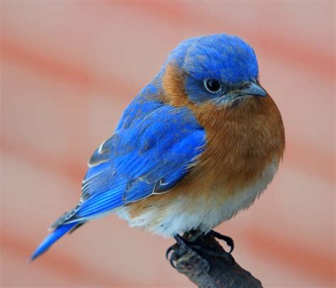 Beautiful Blue Bird Cute Birds Bird Pictures Nature Birds