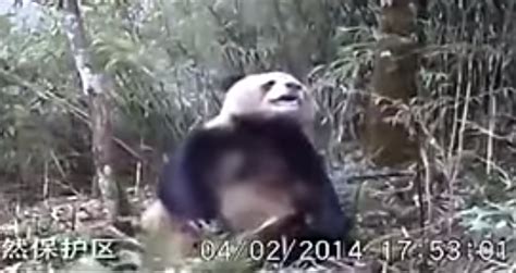 Perverted Scientists Finally Catch A Panda Bear Masturbating On Camera