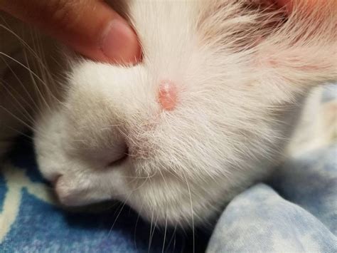 أسباب كتل الجلد عند القطط وكيفية علاجها Pets Grow الأمراض المسببة في