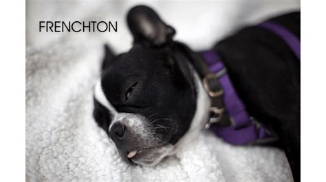 Frenchton Dog Boston Terrier And French Bulldog Mix Complete Details
