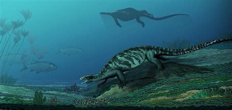 Pesquisadores Encontram Fóssil De Tartaruga Sem Casco De 230 Milhões De