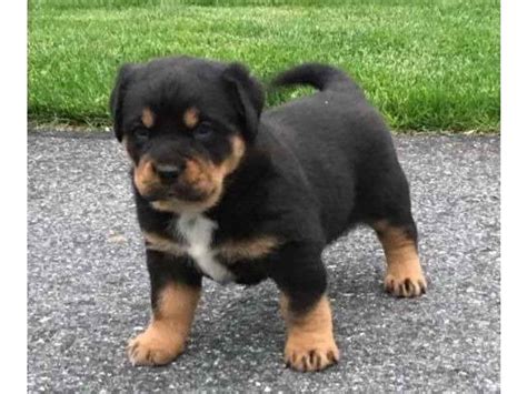 If you are looking to adopt or buy a rottie take a look here! Free Rottweiler Puppies For Adoption | PETSIDI