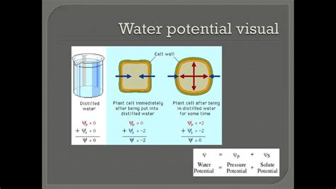 Water Potential Youtube