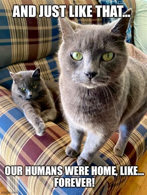 Cats And Humans Imgflip