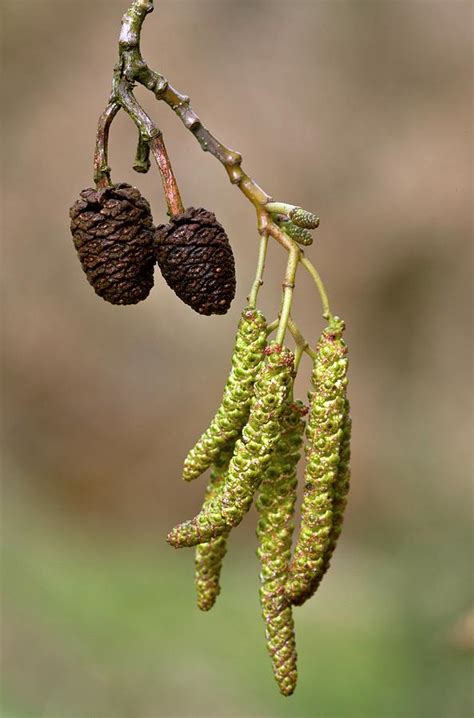 Italian Alder Alnus Cordata Catkins Photograph By Bob Gibbons