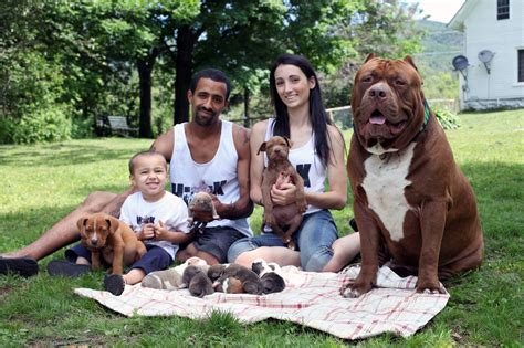 The Worlds Biggest Pitbull Cuddles Up To His Adorable New Litter