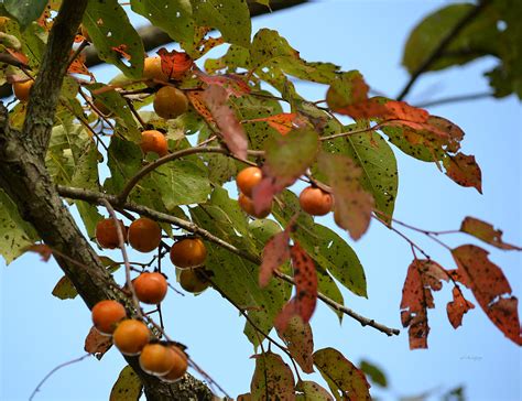 The fruit is sweet to tart in flavor, ripening late in autumn as the foliage turns orange and red. Wild Persimmon Tree Berry Photograph by rd Erickson