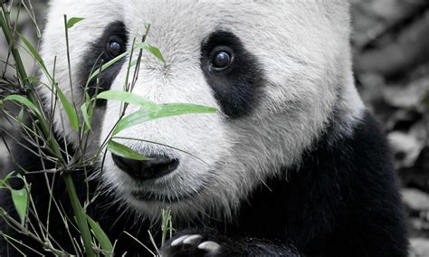 Panda Holding Bamboo By Hugociss