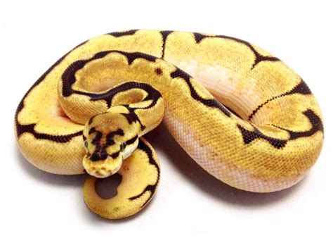Mojave Orange Dream Spider Ball Python Reptile Show Reptile Snakes