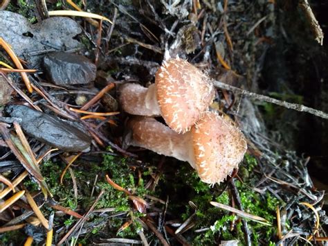 Mushroom Identification Help Identifying Mushrooms Wild Mushroom