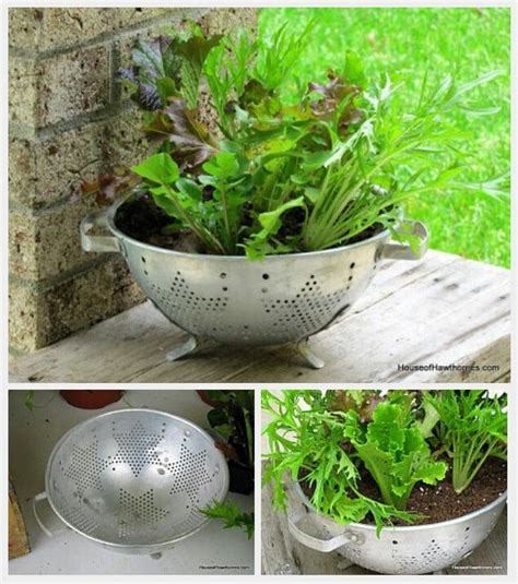 Found a nice spot to make a cacti bed for all my stuff. lettuce colander -put a coffee filter in the bottom so the ...