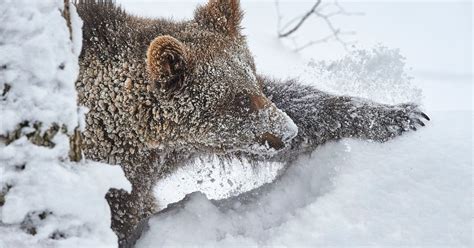 Copying, editing, modifying, distributing, sharing, linking or any other use (whether for commercial purposes or otherwise) of this material, other than personal viewing, without ubs's prior written permission is strictly prohibited. Bears come out of hibernation, but is it too soon? | UBS ...