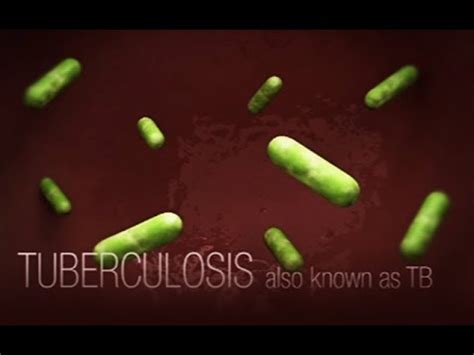 CDC Tuberculosis TB Transmission And Pathogenesis Video YouTube