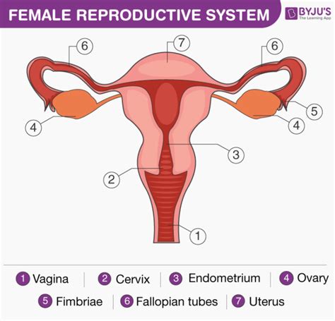 Female Reproductive System Diagram Ovum