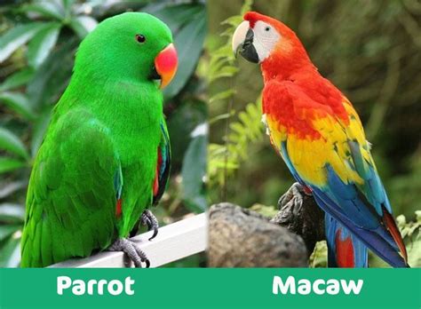 Parrot Vs Macaw Whats The Difference With Pictures Pet Keen