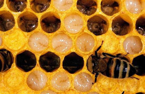 The Honey Bee Life Cycle Learn About Each Incredible Stage Minneopa