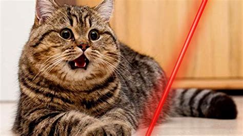 Funny Laser Pen Cats Cats And Laser Pens A Hilarious And Super Cute