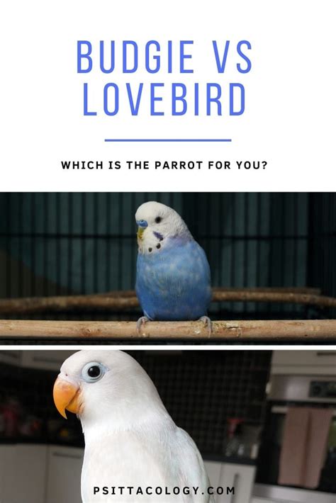 Lovebird Vs Budgie Which One Makes A Better Pet Bird Content