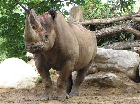 Rhino Zoo Rhinoceros Animal Free Photo On Pixabay