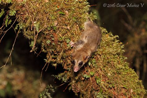 Monito Del Monte Dromiciops Gliroides Senda Darwin Chil Flickr