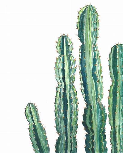 Cactus Watercolor Wall Drawing Modern Decor Plants