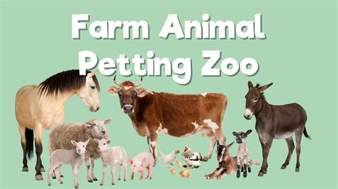 Farm Animal Petting Zoo Delaware County Cvb