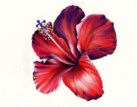 Flower Colour Pencil Drawing Free Download On Clipartmag