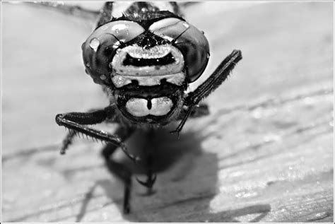 Macro Black And White Photography Black And White