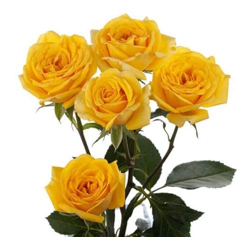 Yellow Spray Roses