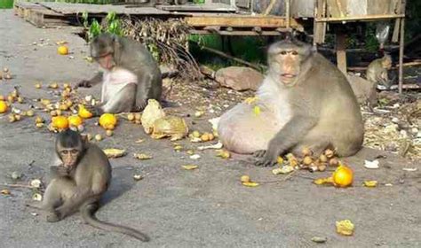 Obese Monkey Balloons To Twice Its Normal Weight After Eating Food