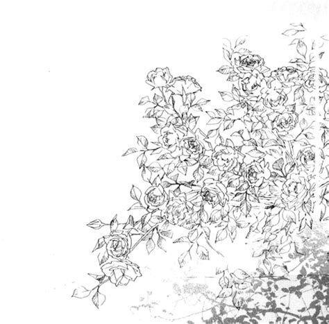 #art #illustration #drawing #sketch #flowers #bush #plant #greenery
