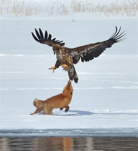 Hunting Wild Animals Using A Bird Of Prey - unique rare bird