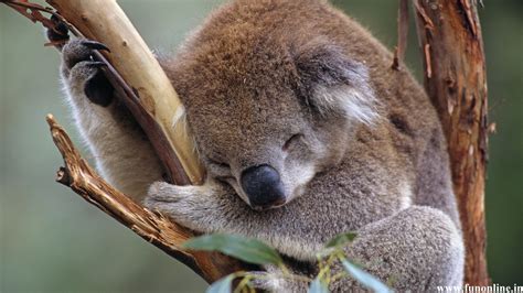 Free Download Koala Wallpapers Download Cute And Pretty Koalas Hd