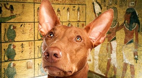 10 Fun Pharaoh Hound Facts For King Tut Day The Dog People By