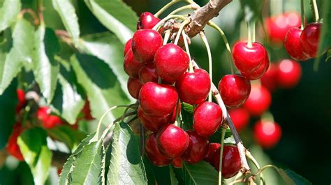 Farm Bill Expands To Cover Sweet Cherries Tri City Herald