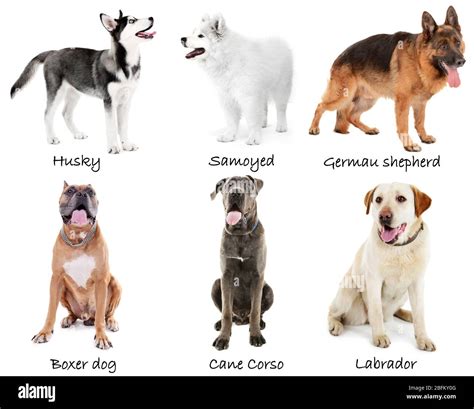 Dog Breeds Variety Cut Out Stock Images And Pictures Alamy