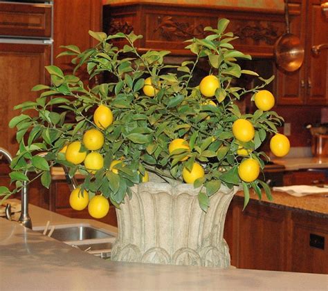 I have 5 citrus trees, all produce but the tarocco blood orange tree will not bud or produce fruit. Advance orders ship 5/14/2018.Orange you glad you picked ...