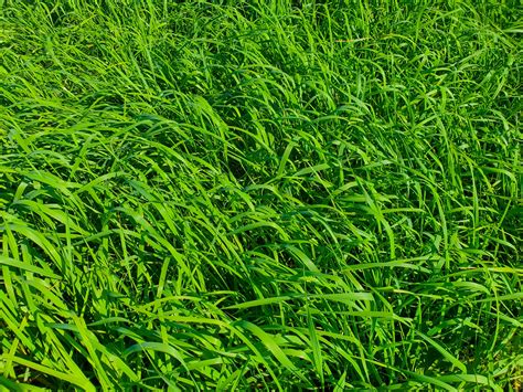 Green Grass Background Free Stock Photo Public Domain Pictures