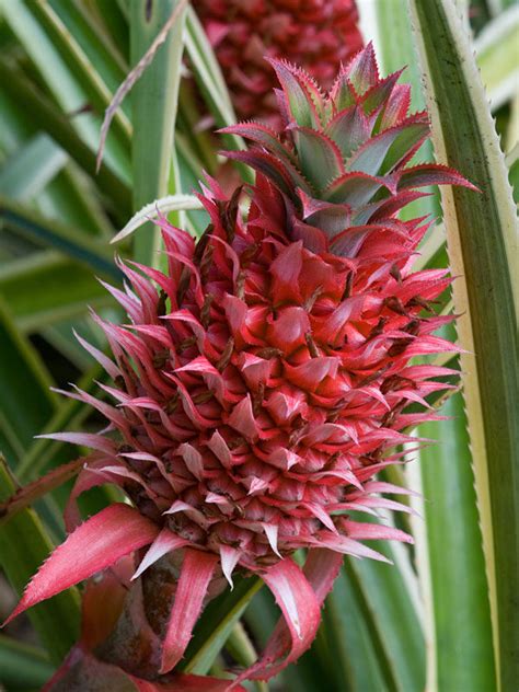 Variegata Royal Hawaiian Pineapple Plant Ananas Cosomus Urban Tropicals