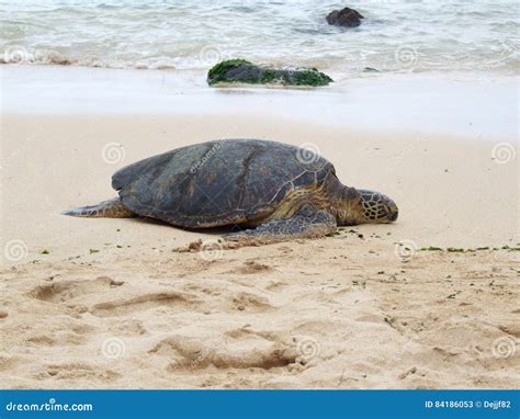 Green Turtle Sleeping On The Beach Oahu Hawaii Stock Image Image Of