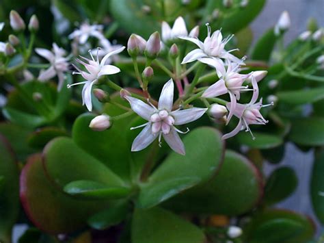 Check spelling or type a new query. Crassula ovata (Jade Plant) | World of Succulents