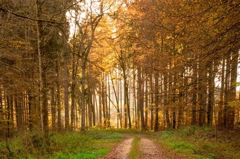 Autumn Forest Path Free Image Download