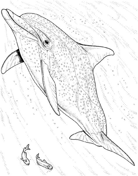 Cute And Fun Dolphin Coloring Pages 101 Coloring Dolphin Coloring