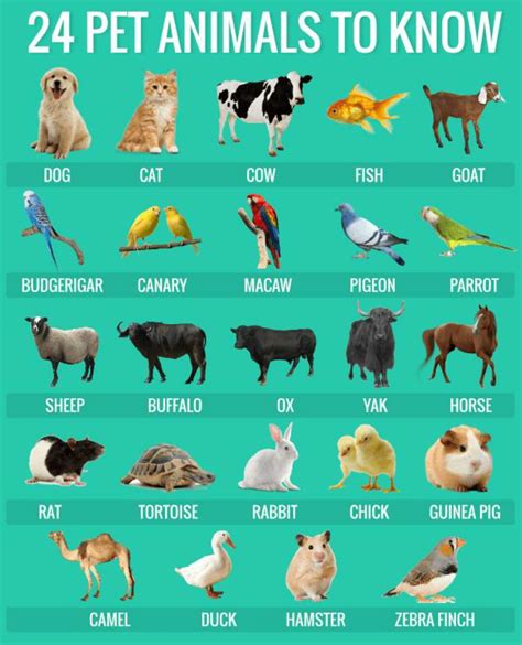 Pet Animals Name Pets Gallery