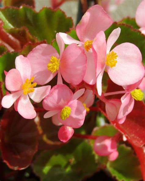 How To Care For Begonias
