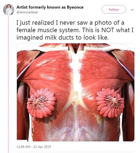 On april 21, twitter user @lemonadead shared a realistic illustration of what the inside of a female torso looks like — specifically, the muscles over the chest and the milk gland. Graphic depiction of female mammary glands aka bewbs ...
