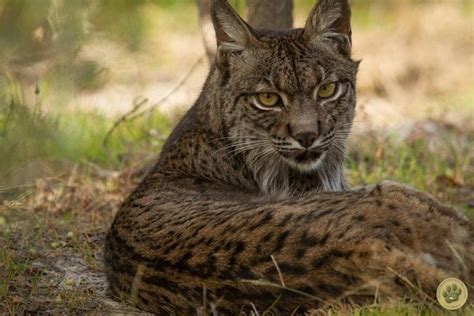 Es un juego didáctico de agilidad visual con el que los niños se divertirán. El Lince Mickey - Pin En Articulos / Memes random y ...