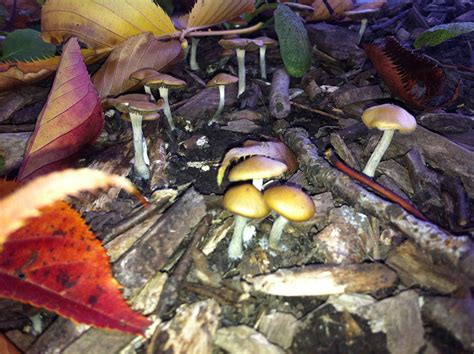 Psilocybe Allenii Cyanescens Or Azurescens Mushroom Hunting And