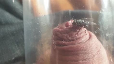 Flies Eating From Cock ThisVid Com