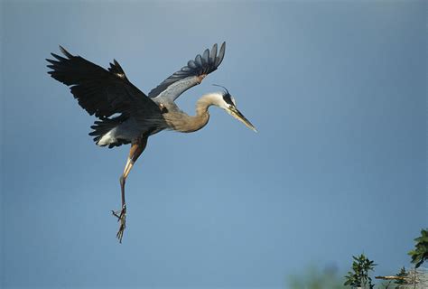 A Great Blue Heron In Flight Photograph By Klaus Nigge